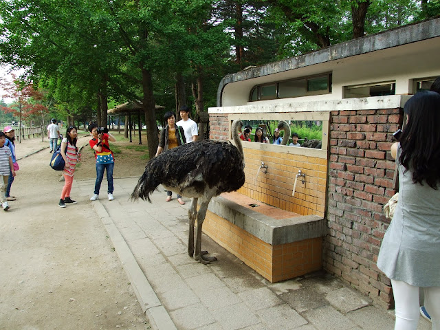 Страус, сука, хитрый